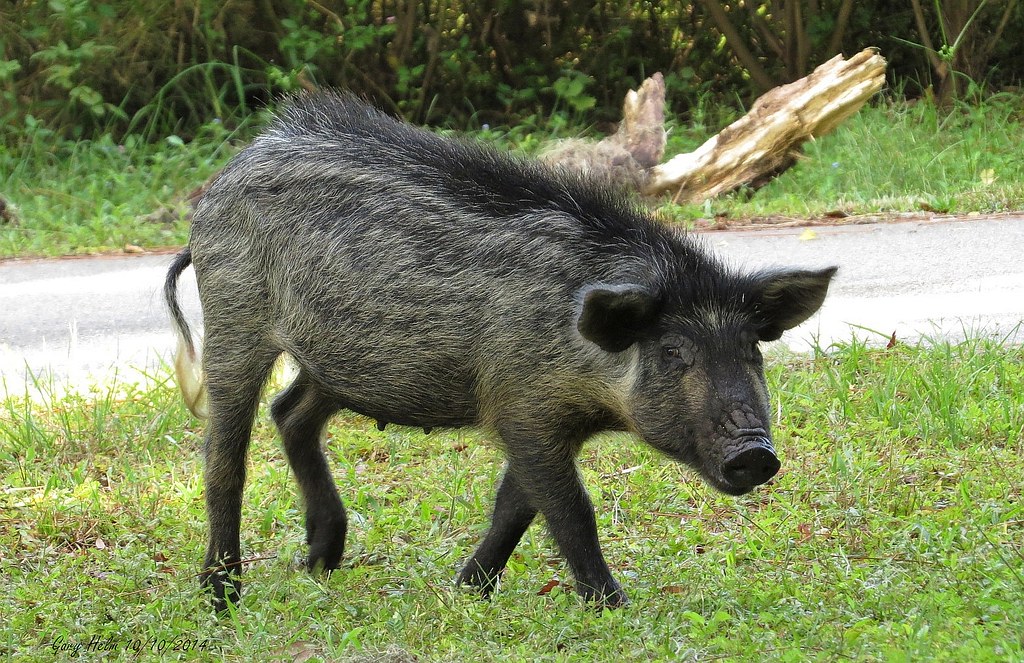 Florida Wild (feral ) Hog (Sow) Florida's wild hogs are of… Flickr