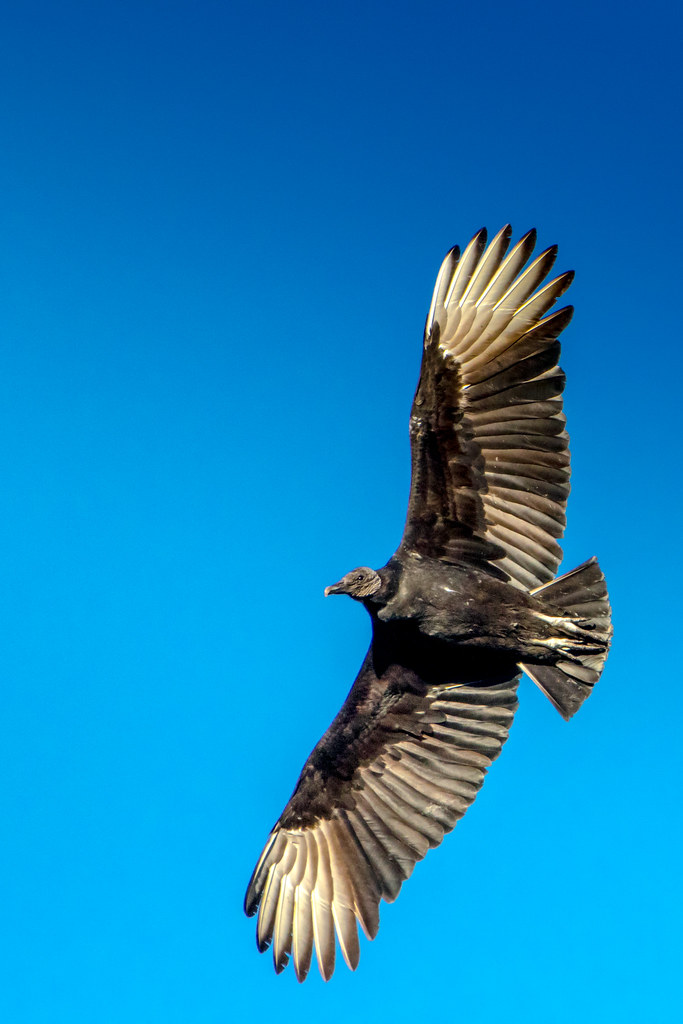 Black Vulture A Black Vulture over Kinnelon, New Jersey, U… Michael