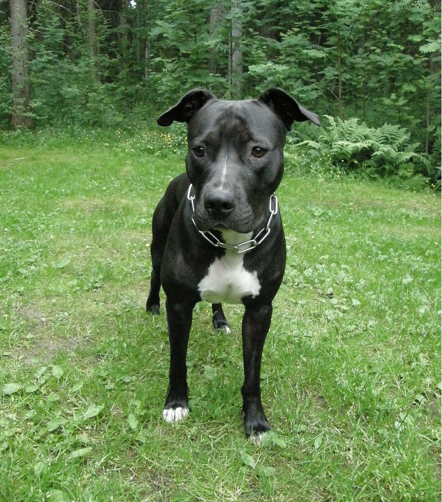 pozie Amstaff Mix Dogo Argentino