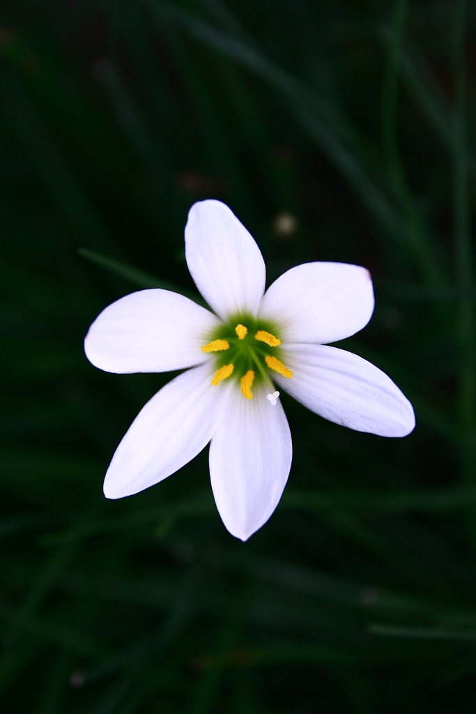 Gambar Bunga Bungaan Gambar Bunga