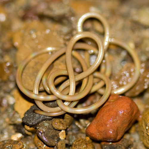 Horsehair worm Fascinating life cycle. see here for a webs… Flickr