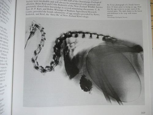 famous Xray of kiwi with egg David Craig Flickr