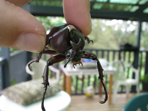 Rhino Beetle | If you find insects fascinating, Papua New Gu… | Flickr