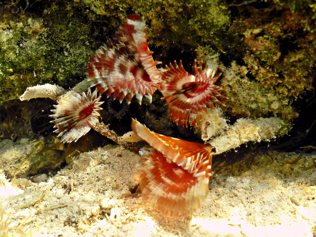 Species Observed List Alana Olendorf eport