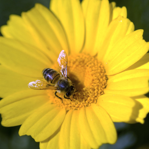 I Hate Bees I despise bees. Even though this isn't really … Flickr