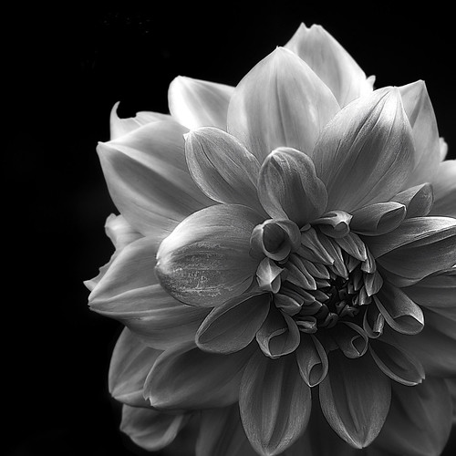 Black And White Flower Taken in the Muséhagen (part of the… Flickr