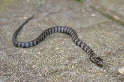 Baby Northern Water Snake themarvelousinnature.wordpress.c… Flickr