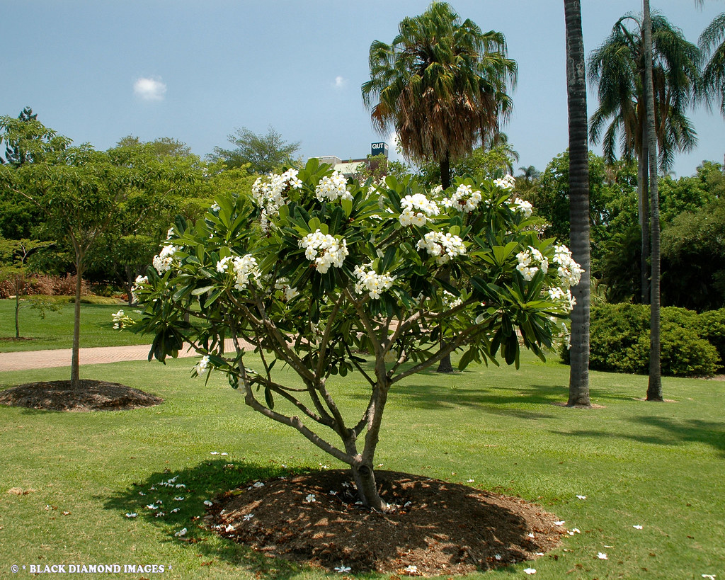 Plumeria obtusa Alchetron, The Free Social Encyclopedia