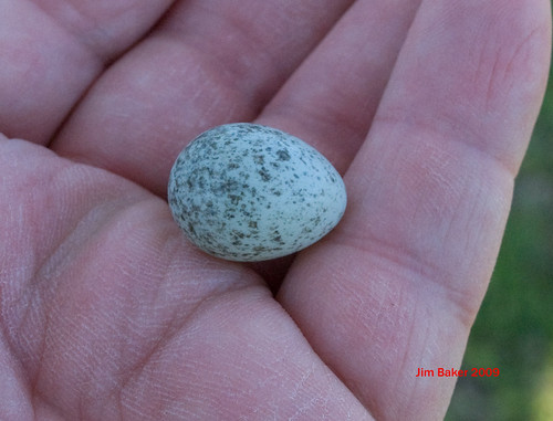 House Sparrow Egg Mr Lente Loquito Flickr