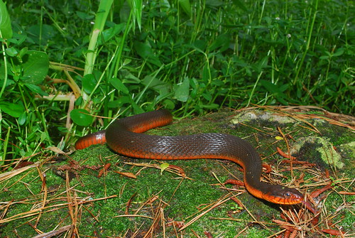 Redbellied Water Snake (Nerodia e. erythrogaster) Flickr