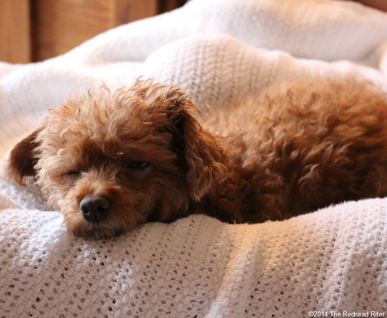 10 Secret and Surprising Ways Your Poodle Says «I Love You»