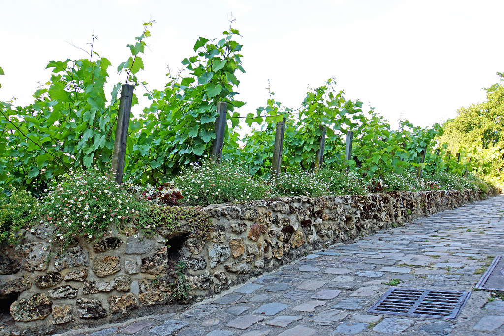 10 Vineyards Near Paris You Must Visit For A Thorough Wine Tour