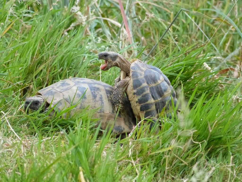 Tortue d'Hermann Testudo hermanni Hermann's tortoise