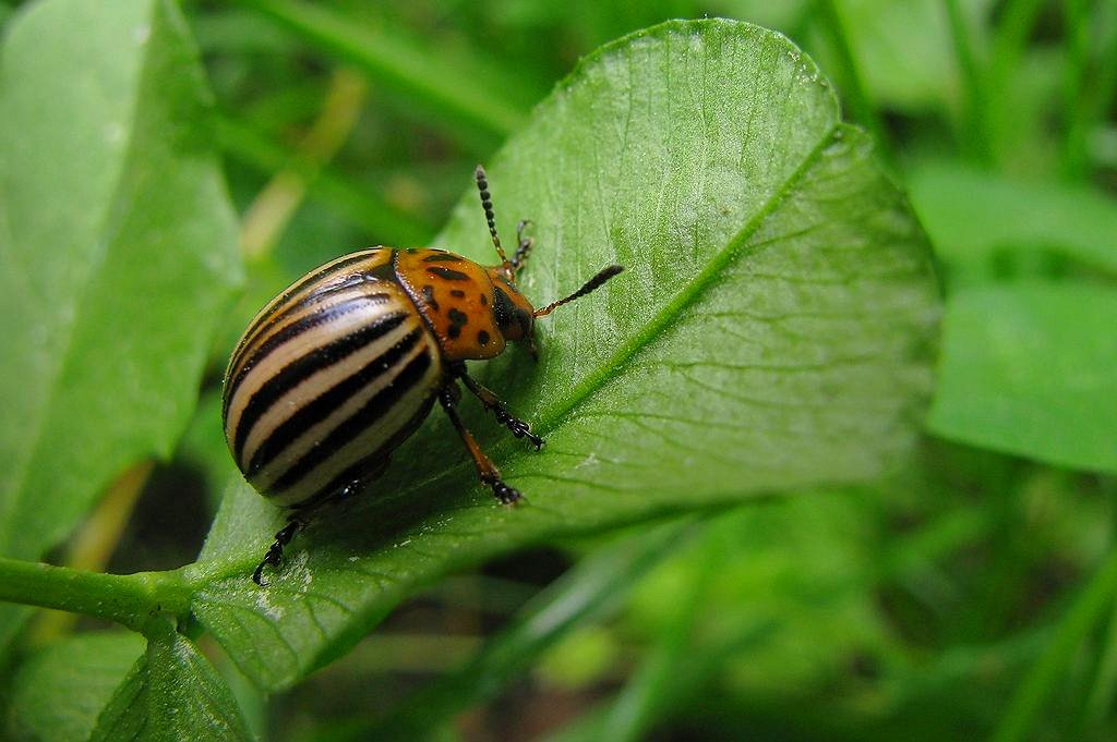 striped beetle ) Czyżby wróciły? Nawet się zdziwiłam, bo … Flickr