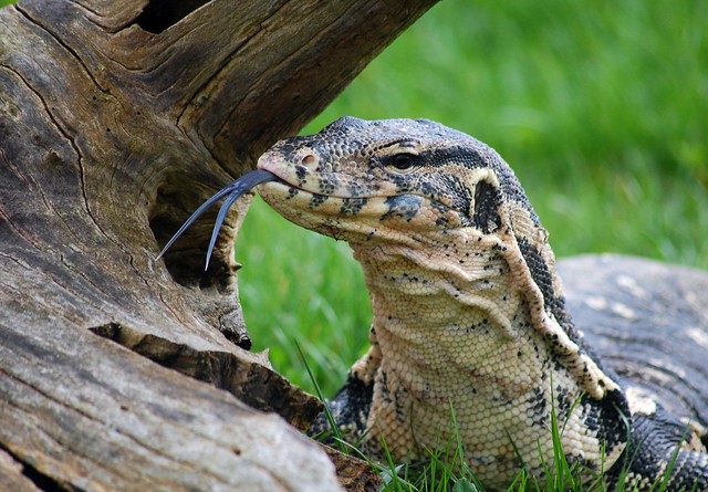 Geoffrey }The Asian Water Monitor Flickr Photo Sharing!