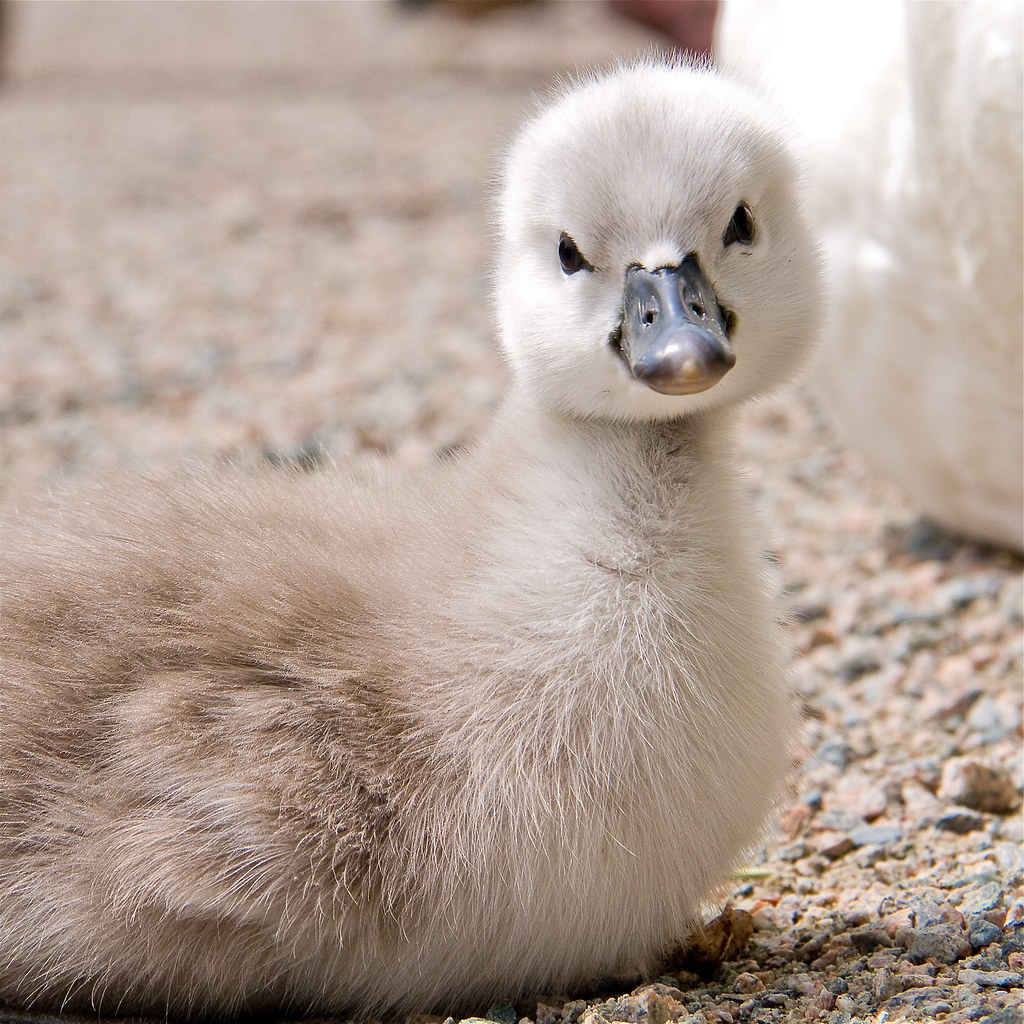 Cutest of the cute | While I was down watching this little o… | Flickr