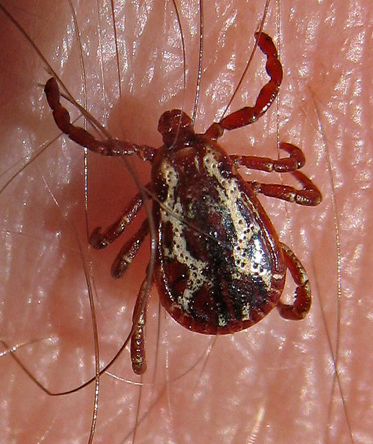 Dermacentor sp. tick ? American Dog Tick (Dermacentor sp