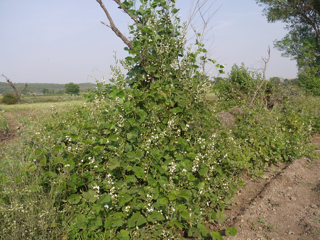 Vaal (Gujarati વાલ) Fabaceae (pea, or legume family) » La… Flickr