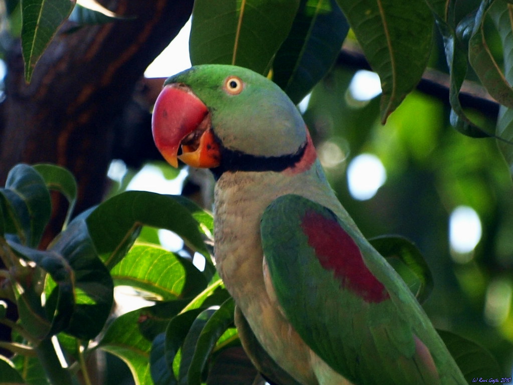 Closeup of Parrot on Mango Tree.. Continuing from last pho… Flickr