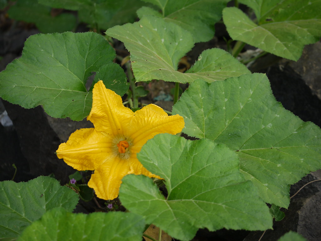 Cucurbita moschata Duchesne Cucurbitaceae (pumpkin, or gou… Flickr