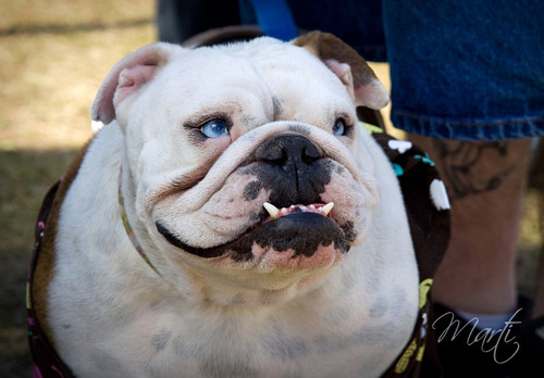 Blue Eyed Bulldog A little beauty of a different breed! We… Flickr