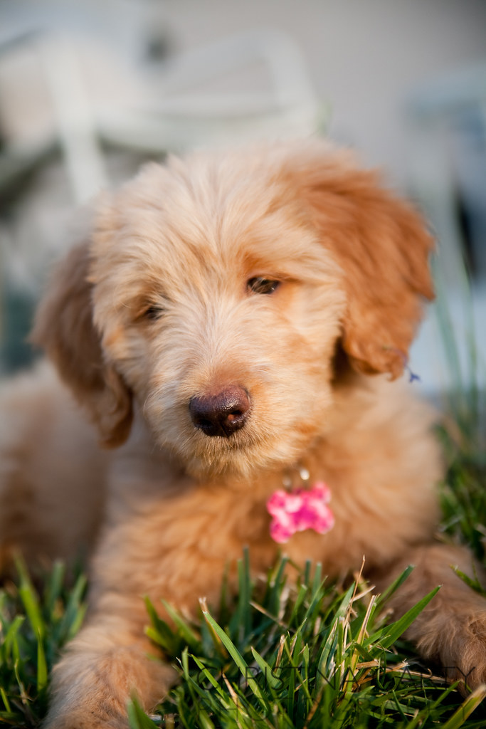 Cute Goldendoodle puppy Goldendoodle puppy Christina Carty Flickr