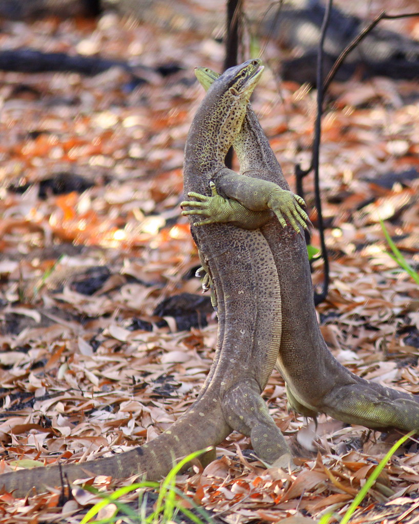 10.15.09 Yellow Spotted Monitor Lizard 4 Near Townsville, … Flickr