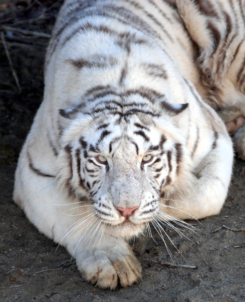 White tiger White tiger everland.korea IN CHERL KIM Flickr
