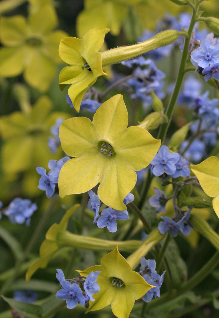 Nicotiana alata 'Lime Green' and Cynoglossum Annie's Annuals & Perennials Flickr