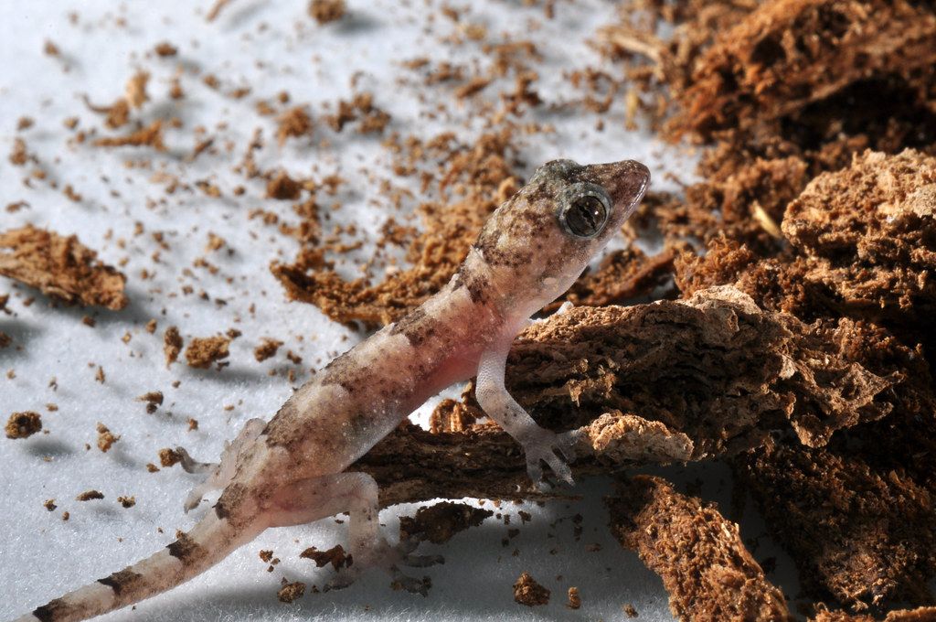 Baby House Geckos Baby house geckos in Saint Martin. For m… Flickr
