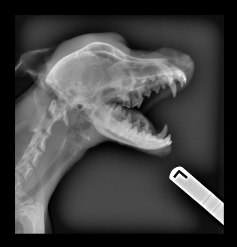 cool dog skull xray Came across this xray while