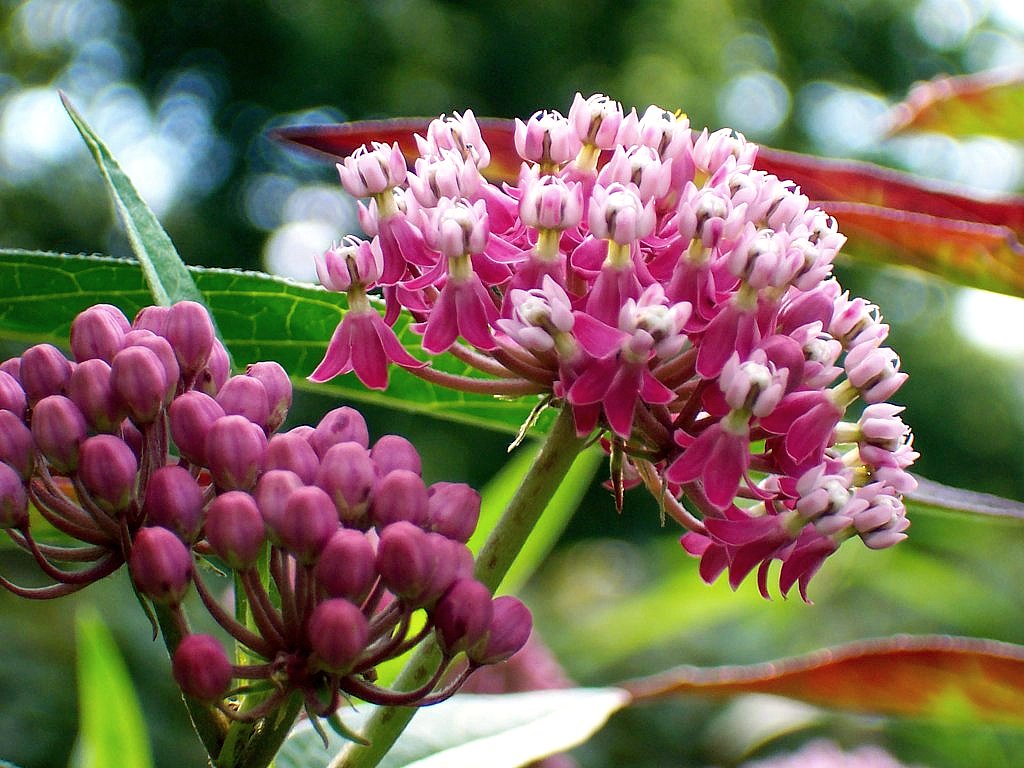 100_9584 Pink Butterfly Weed (Asclepias) Pink Butterfly We… Flickr