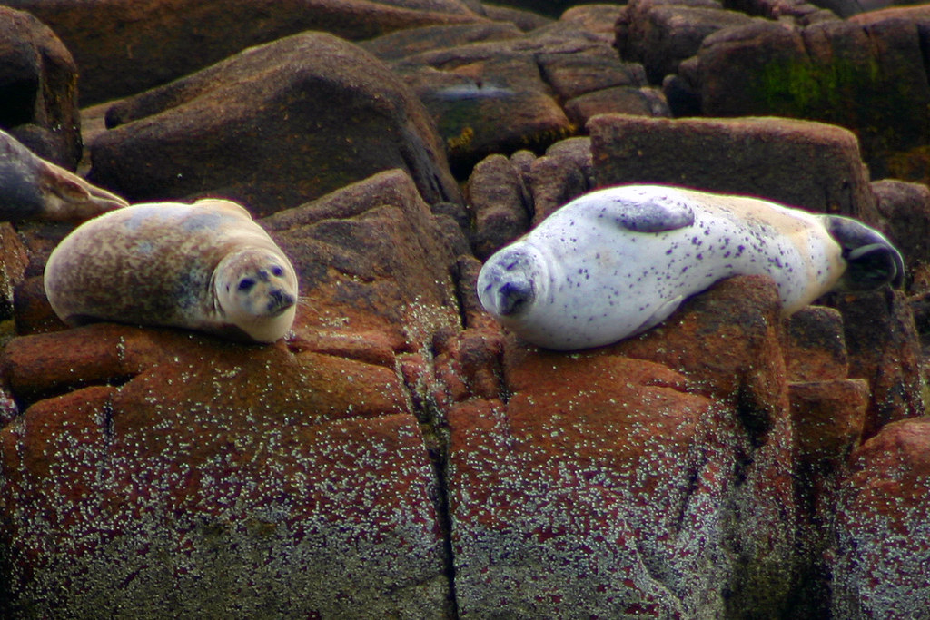 Harbor seals on the Maine coast More harbor seals on the c… Flickr