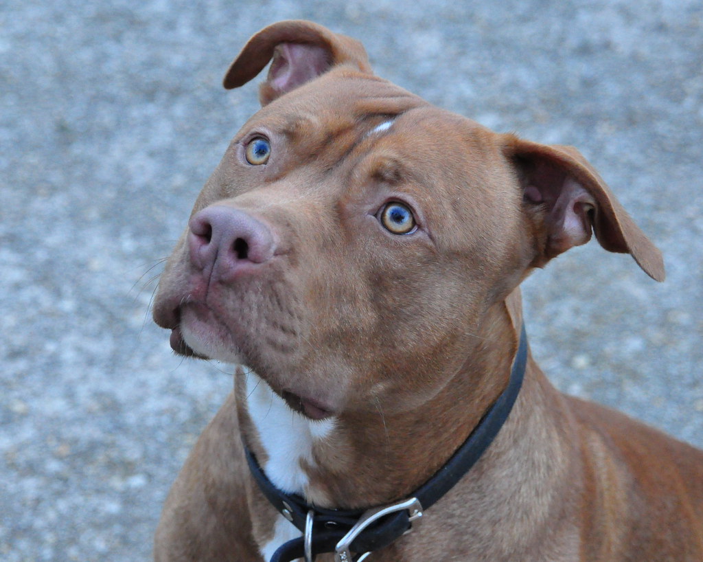 Red Nose Pitbull MastersHand Flickr