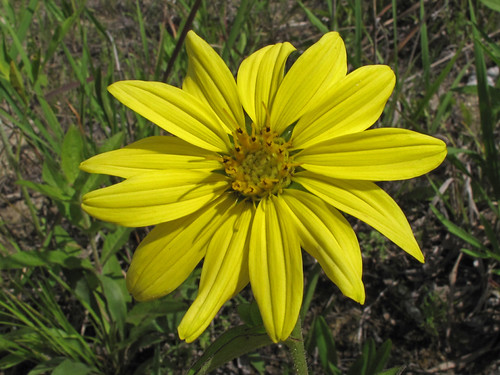 Silphium asteriscus, Dakota Prairie, Oaky Woods Wildlife M… Flickr