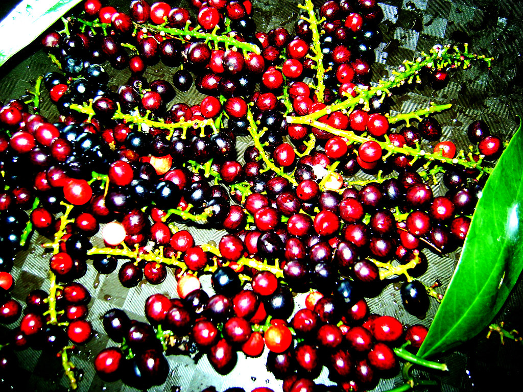 bignay (considered as wild fruit in the Philippines) Flickr