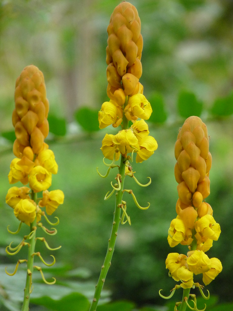 Seven Golden Candlesticks Cassia alata Family Caesalpinia… Flickr