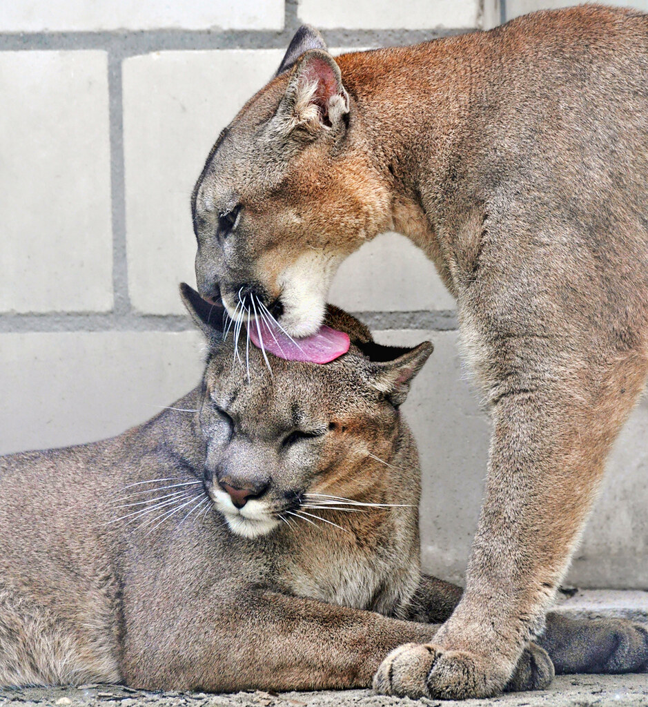 Cougar Affectionate kittiez Sandra Flickr