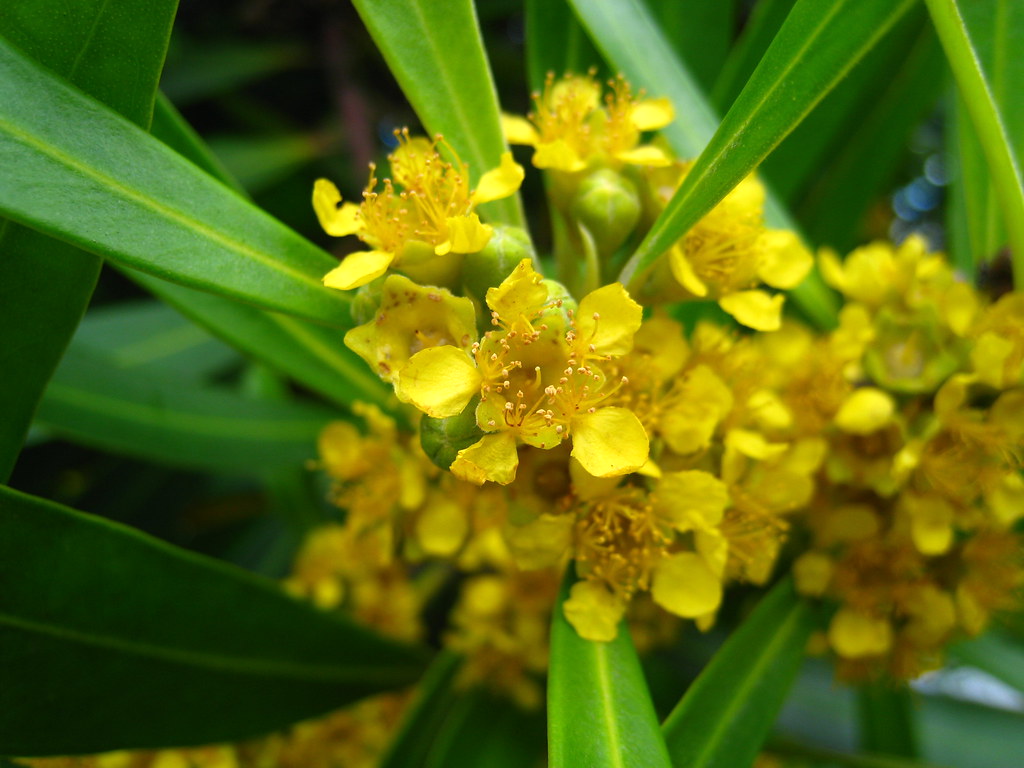 Tristaniopsis laurina Water Gum in Manukau, South Auckla… Flickr
