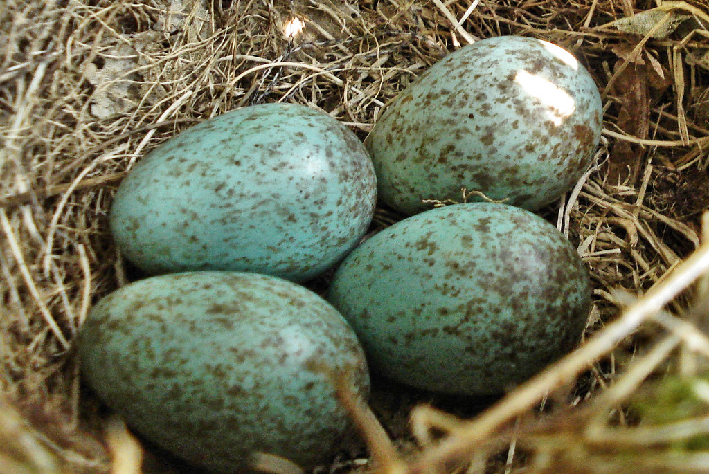 Bird Eggs Blackbird's Mick Talbot Flickr