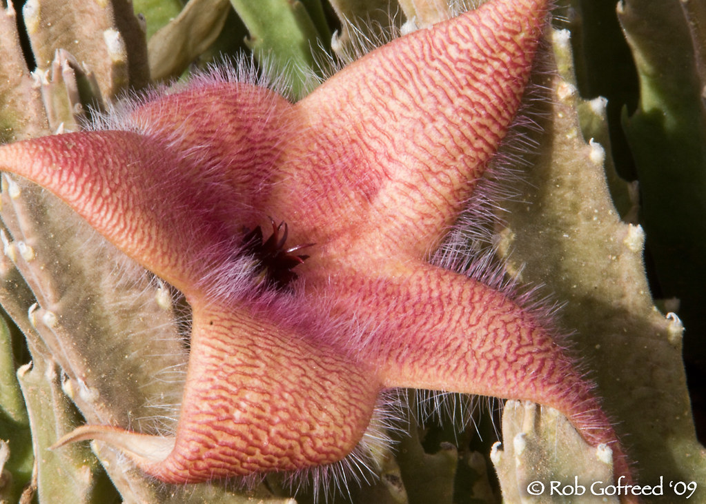 Stapelia (aka Carrion Flower) Smells like rotting meat to … Flickr
