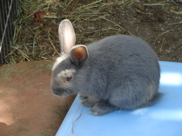 Baby shelter bunny Flickr Photo Sharing!
