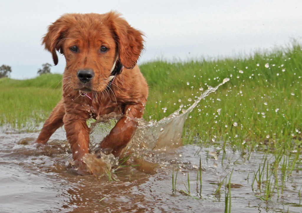 Baby Xeon 15 weeks old (Field GOlden Retriever) Baby Xeo… Flickr