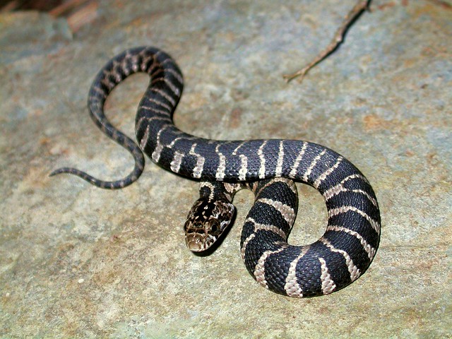 Juvenile Northern Water Snake (Nerodia sipedon) Nicely pat… Flickr