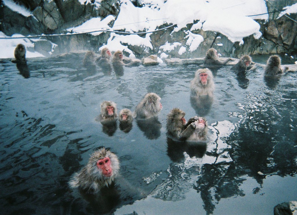 Hot spring monkeys, Nagano, Japan Japanese Macaques (Nihon… Flickr