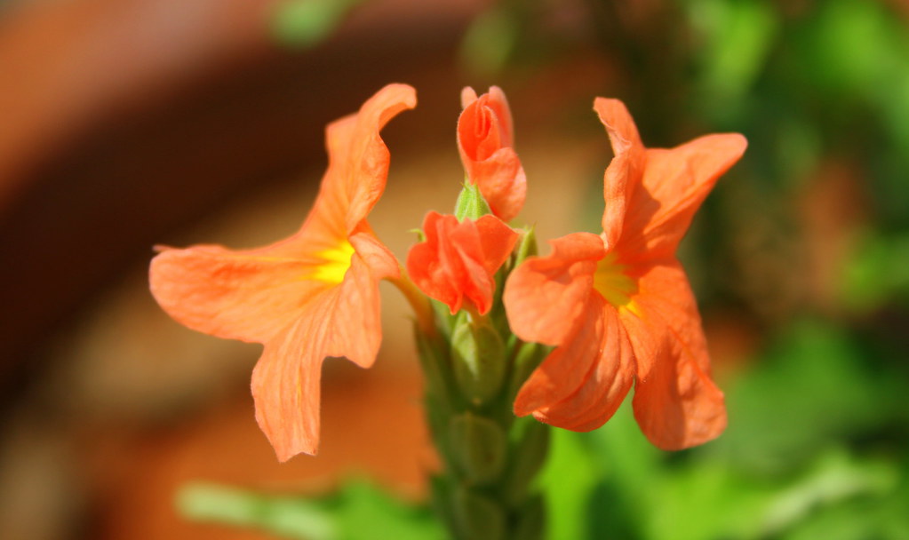 Kanakambaram Flowers from my garden... Priya Flickr
