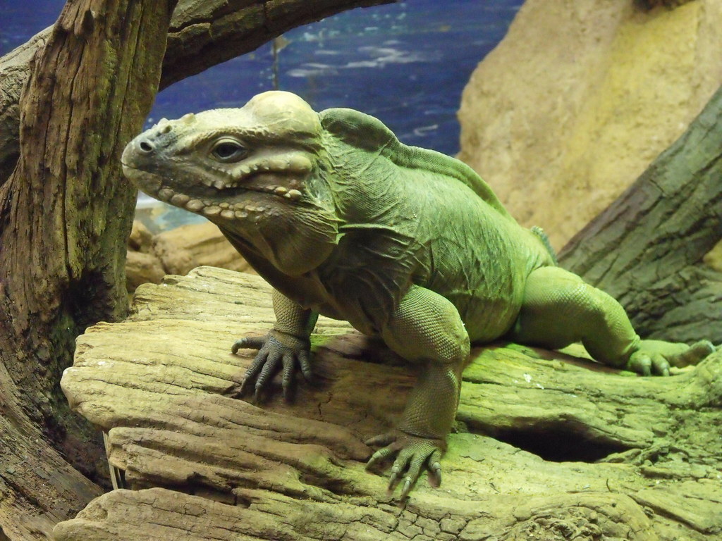 London Zoo Reptile House Rhinoceros Iguana This is