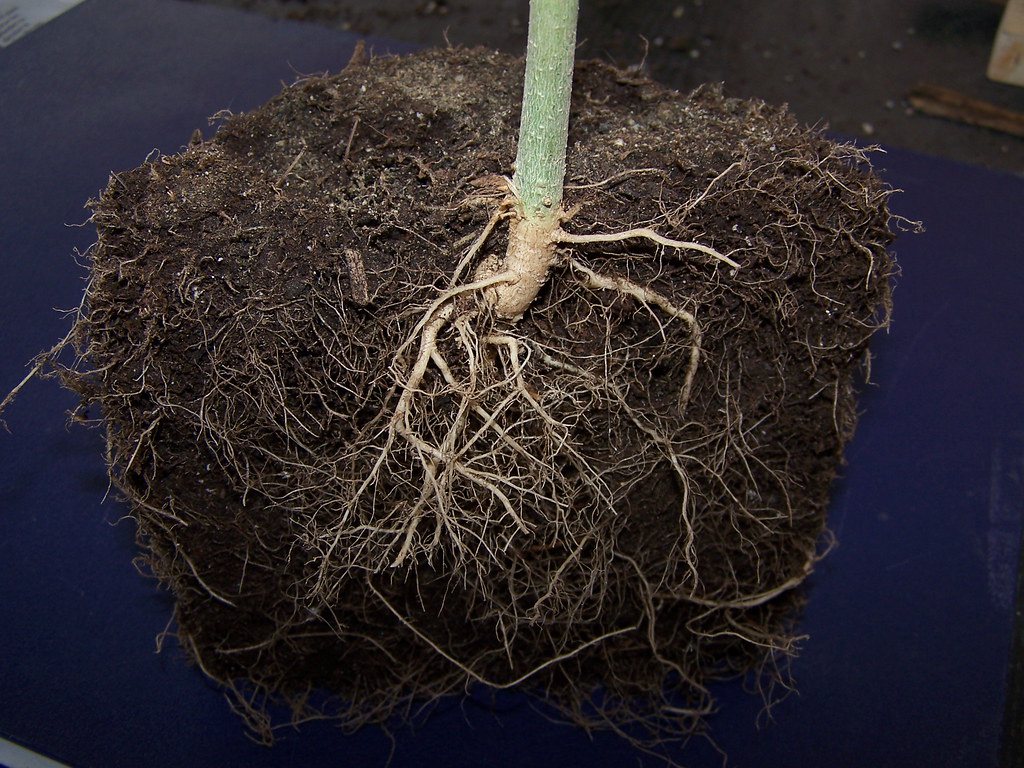 Crosssection view of cannabis root system in soil Flickr