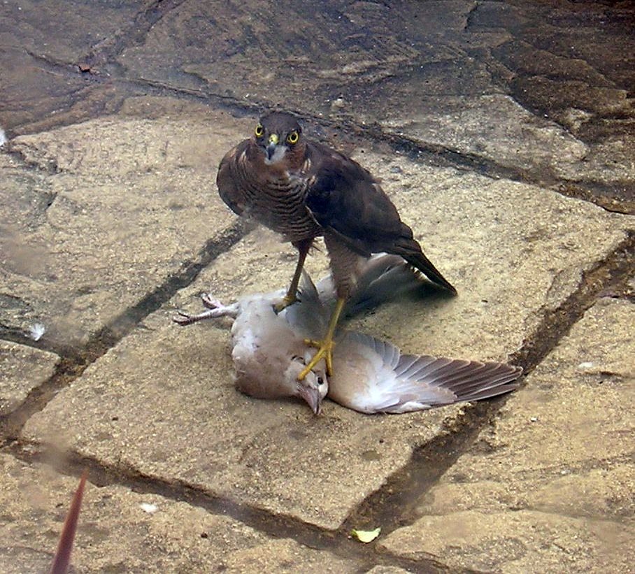 Bird Attack! A sparrowhawk with lunch. Sam Meyrick Flickr