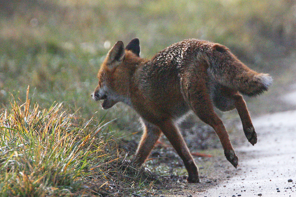 Fox Run Away ! Running across the road and into the he… Flickr